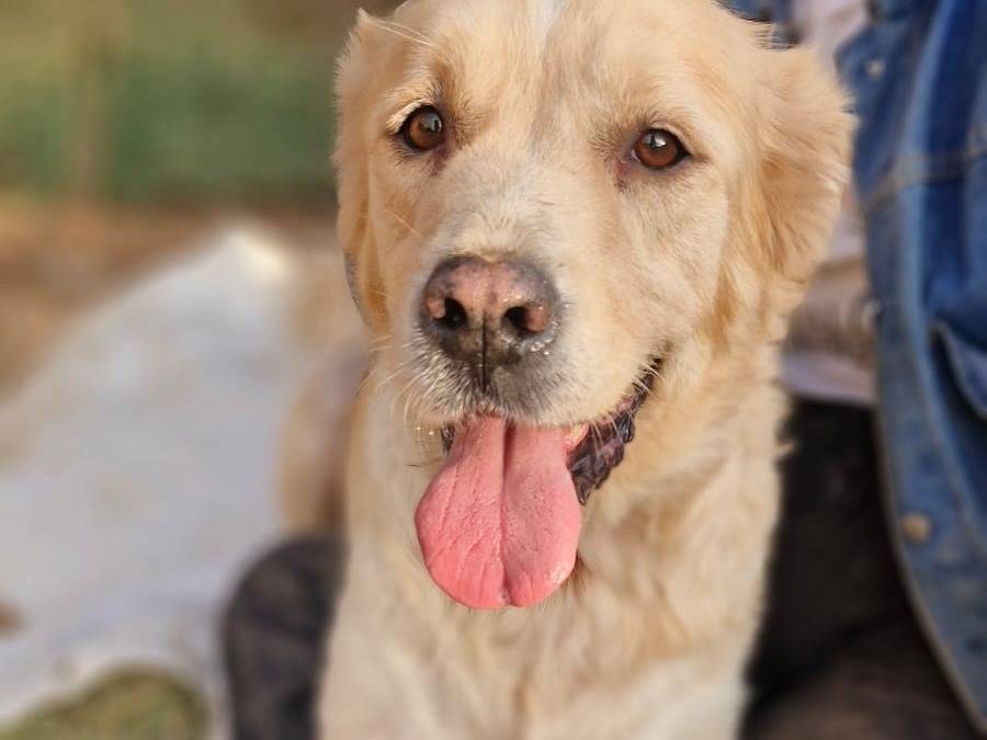 Vuoi adottare un cane a Milano?