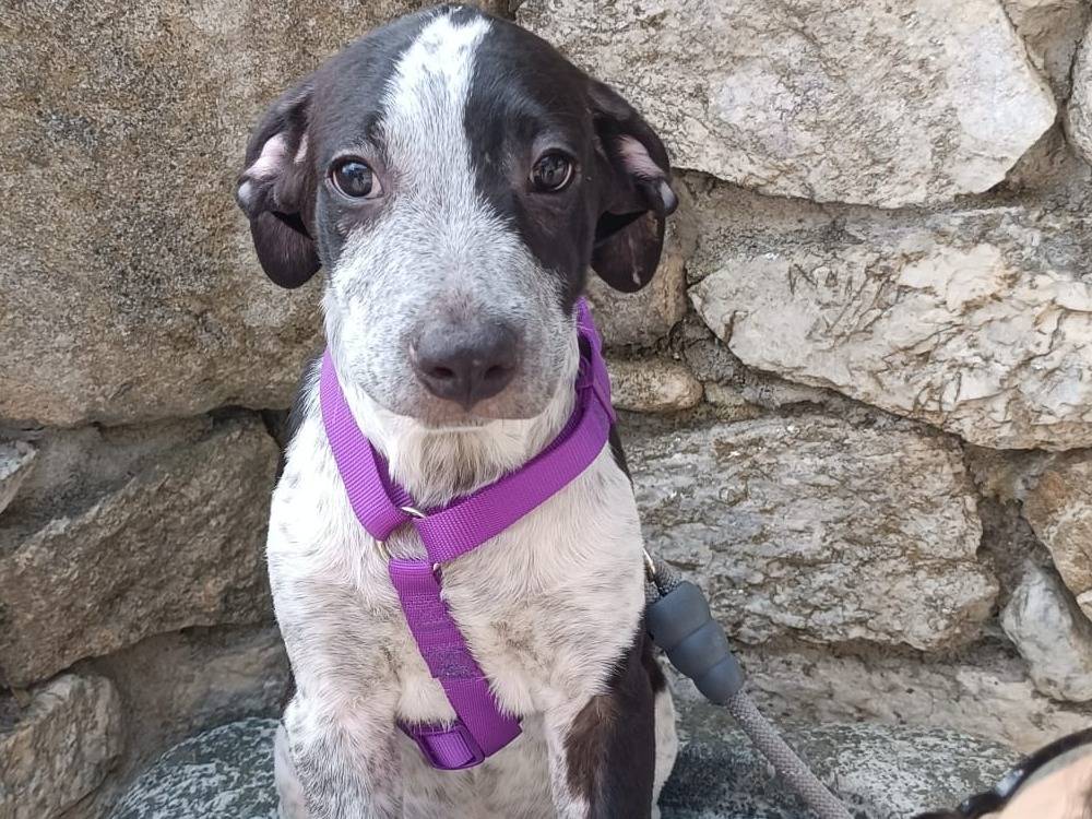 Adotta un cane, maschio, 4 mesi, Vibo