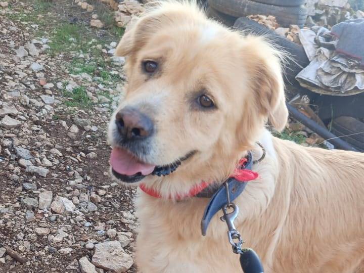 Adotta il cane River a Milano