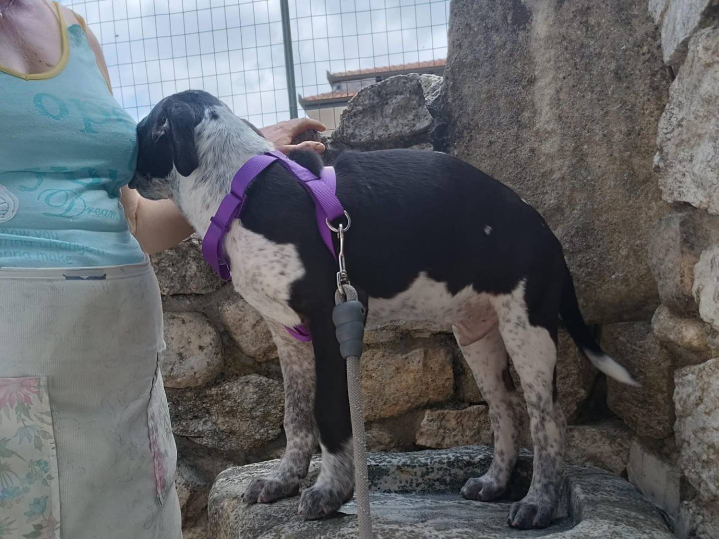Adotta un cane, taglia media, maschio, Vibo