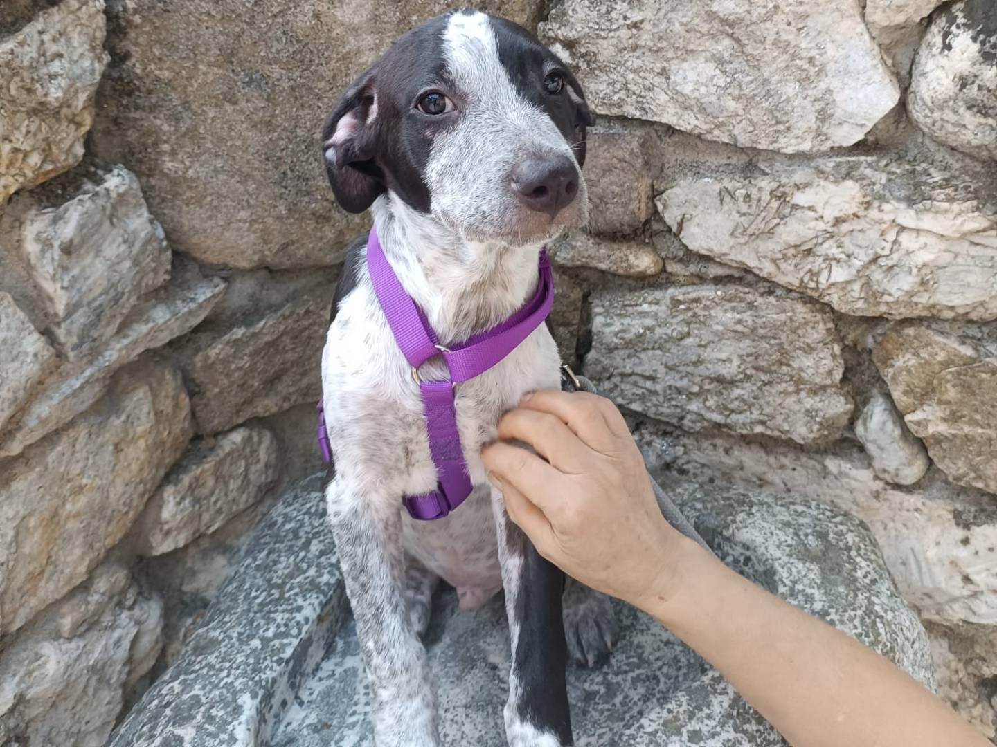 Vuoi adottare un cane a Vibo?