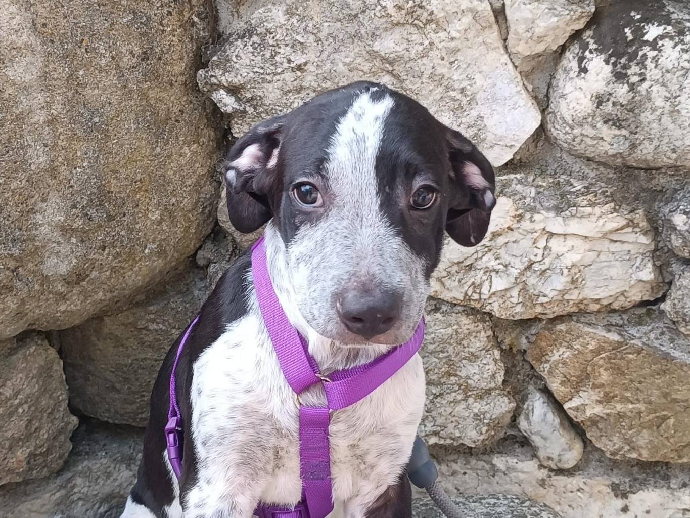 Adozione cane, maschio, Razza sconosciuta Razza sconosciuta, 4 mesi, taglia media, Vibo