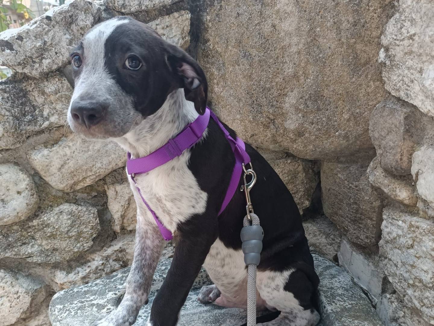 Adotta il cane REMI a Vibo
