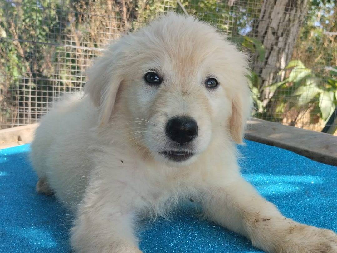 Adozione cane, maschio, Razza sconosciuta Razza sconosciuta, 4 mesi, taglia media, Vibo