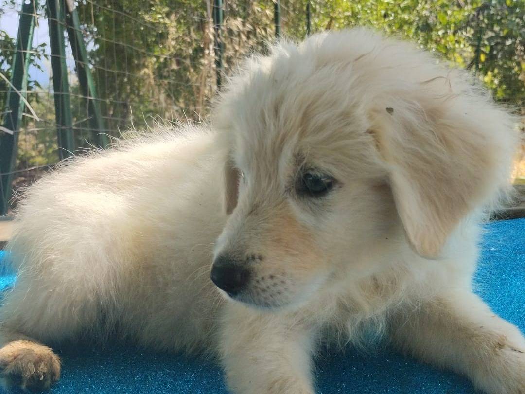 Adotta un cane, maschio, 4 mesi, Vibo