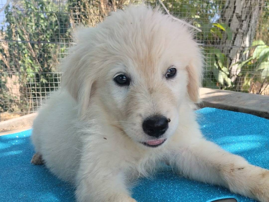 Adotta un cane, taglia media, maschio, Vibo