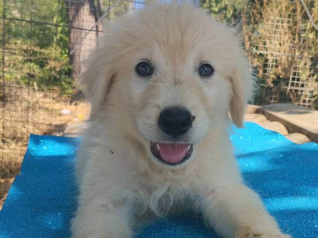 Vuoi adottare un cane a Vibo?
