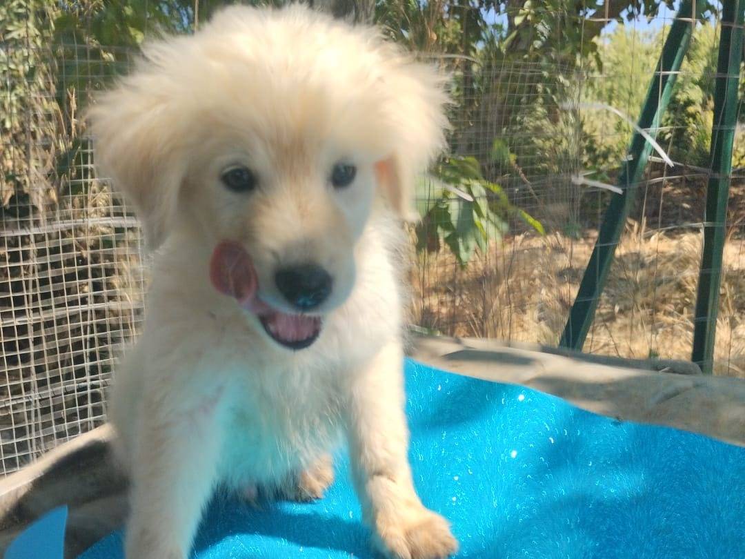 Adotta il cane KIMO a Vibo