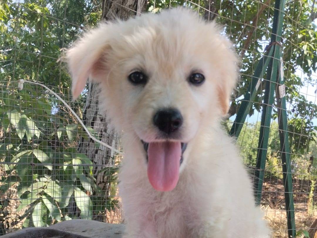 Adozione cane, femmina, Razza sconosciuta Razza sconosciuta, 4 mesi, taglia media, Vibo