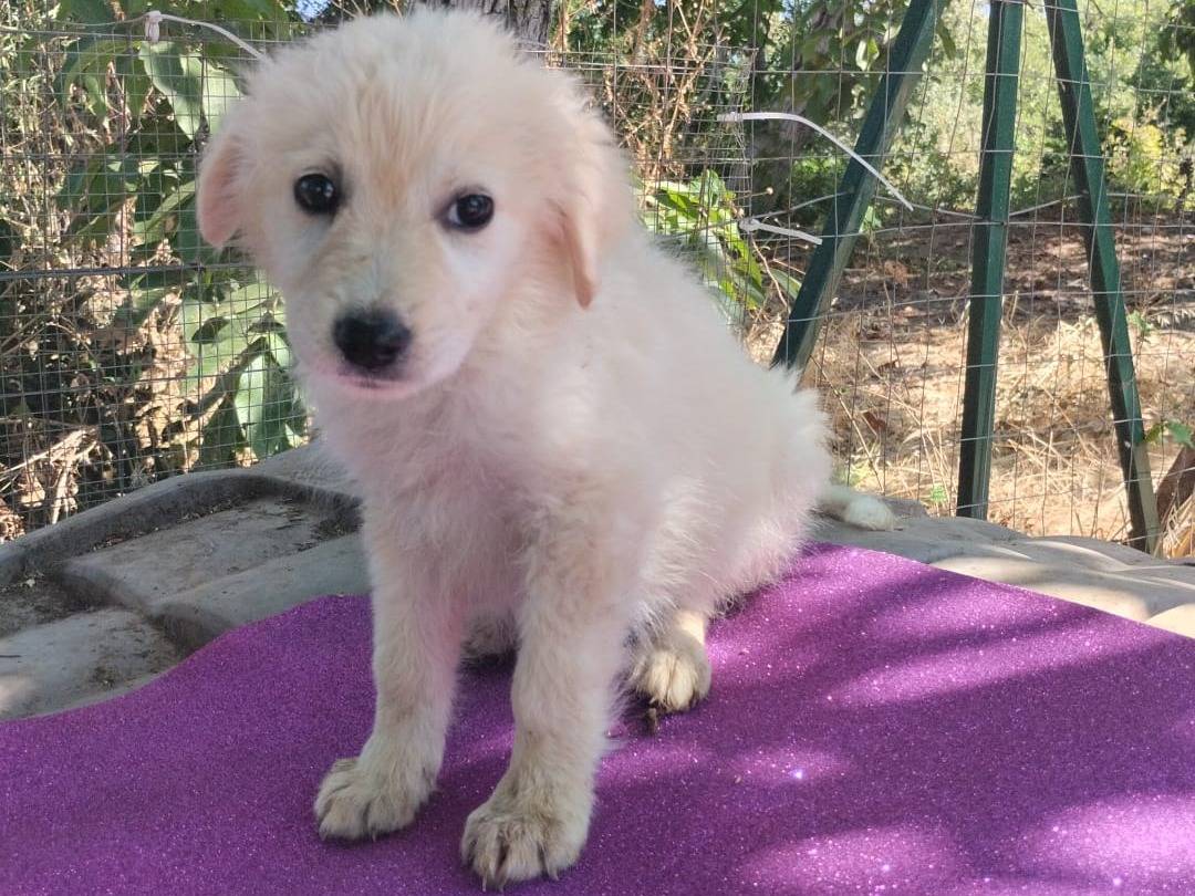 Adotta un cane, femmina, 4 mesi, Vibo