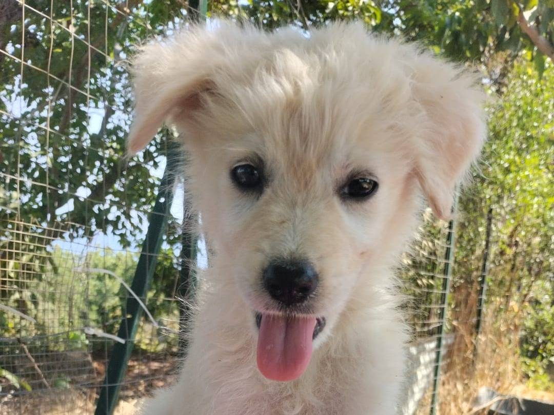 Adotta un cane, taglia media, femmina, Vibo