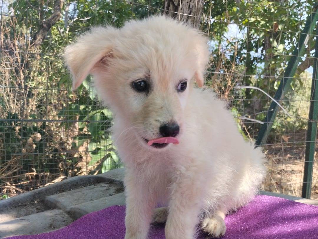 Vuoi adottare un cane a Vibo?