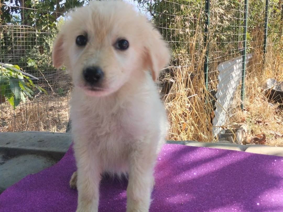Adotta il cane JENNY a Vibo