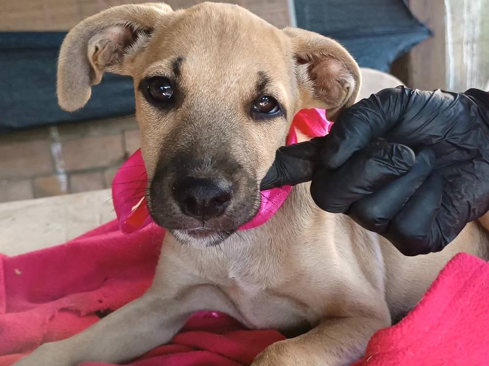 Adozione cane, femmina, Razza sconosciuta Razza sconosciuta, 4 mesi, taglia media, Vibo