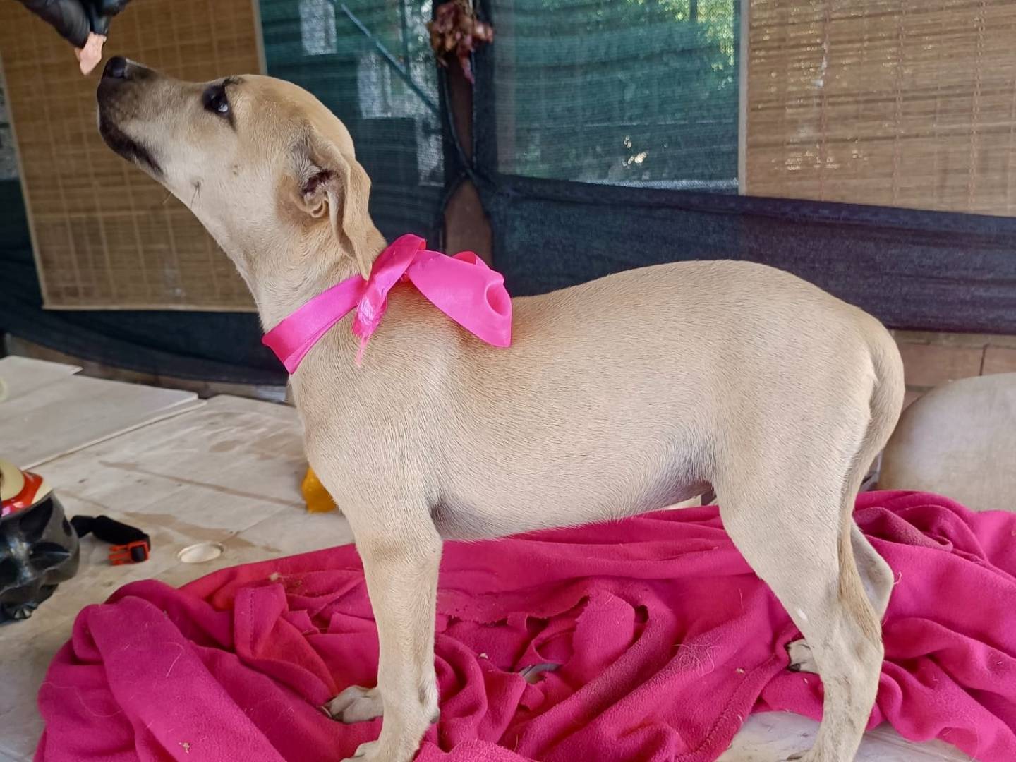 Adotta un cane, femmina, 4 mesi, Vibo