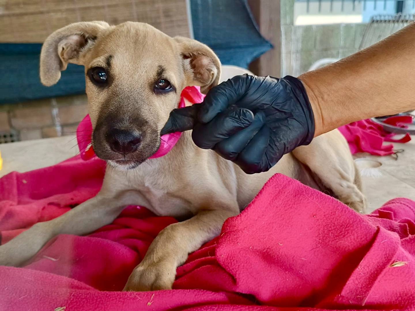 Adotta un cane, taglia media, femmina, Vibo
