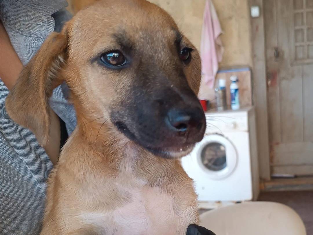 Adotta un cane, taglia media, femmina, Vibo