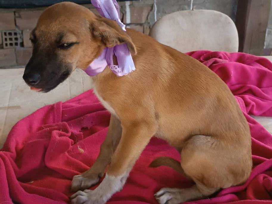Vuoi adottare un cane a Vibo?