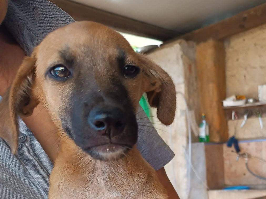 Adozione cane, femmina, Razza sconosciuta Razza sconosciuta, 4 mesi, taglia media, Vibo