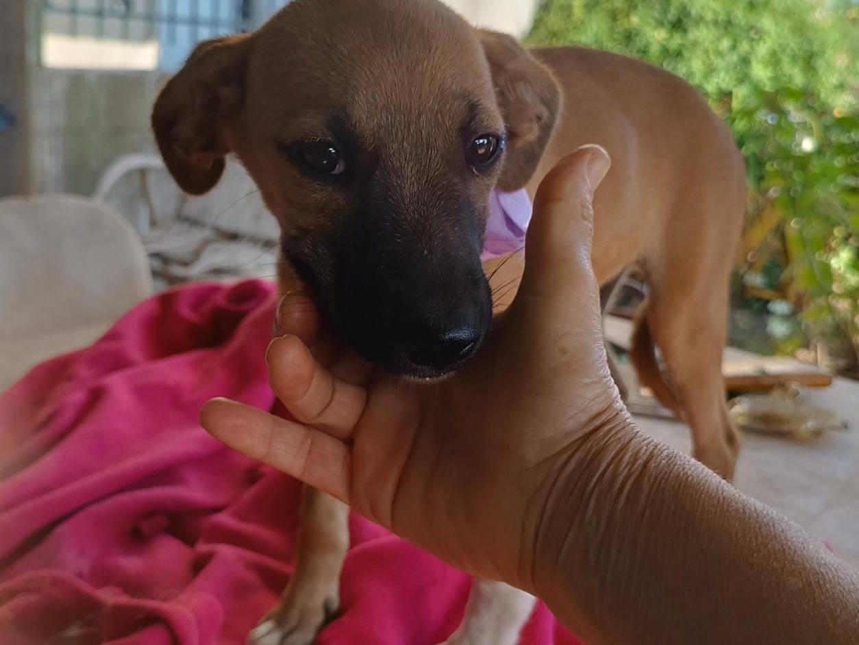 Adotta un cane, femmina, 4 mesi, Vibo