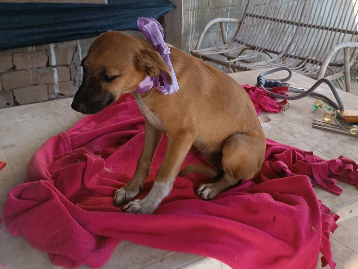 Adotta il cane CHANEL a Vibo