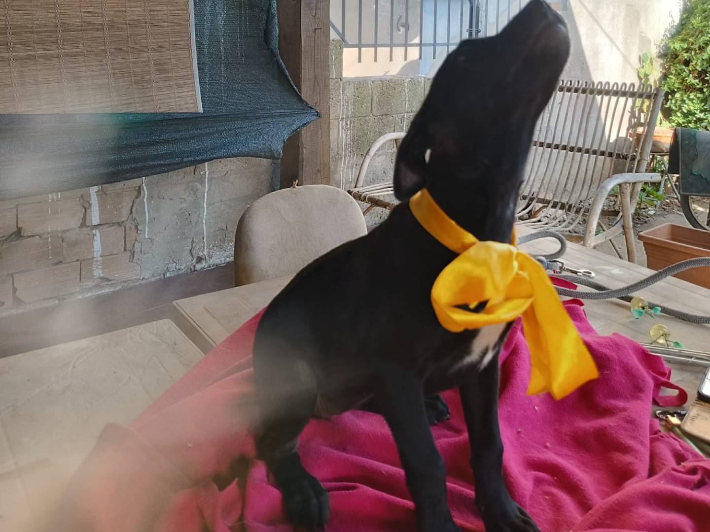 Adotta un cane, femmina, 4 mesi, Vibo