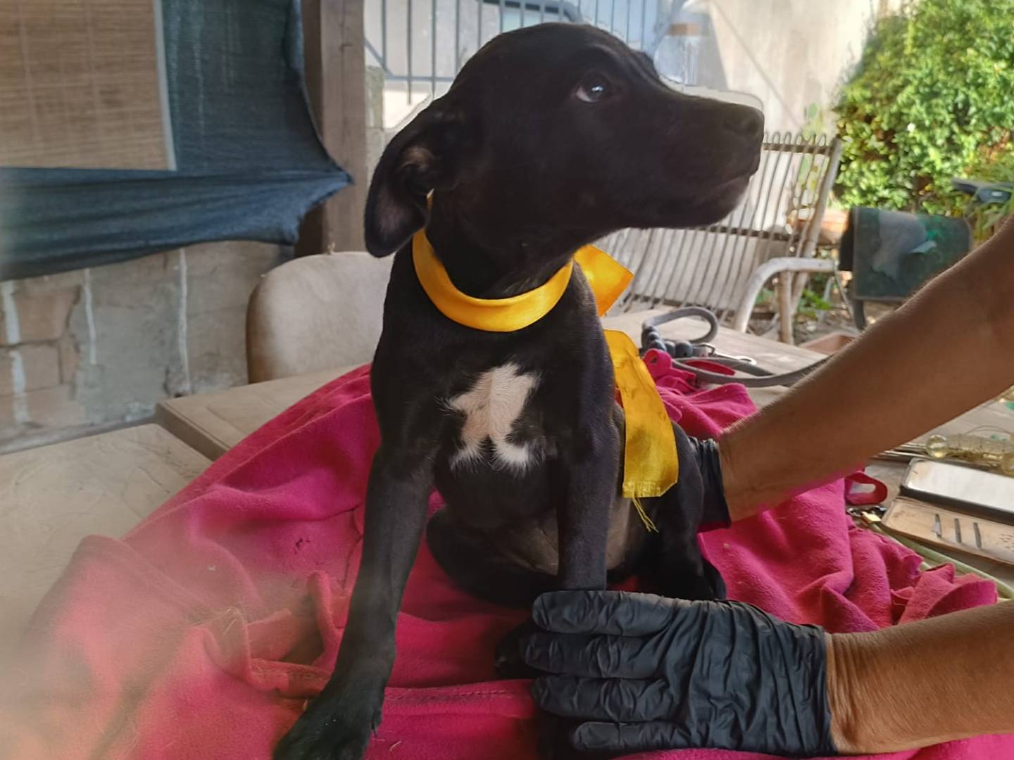 Adotta un cane, taglia media, femmina, Vibo