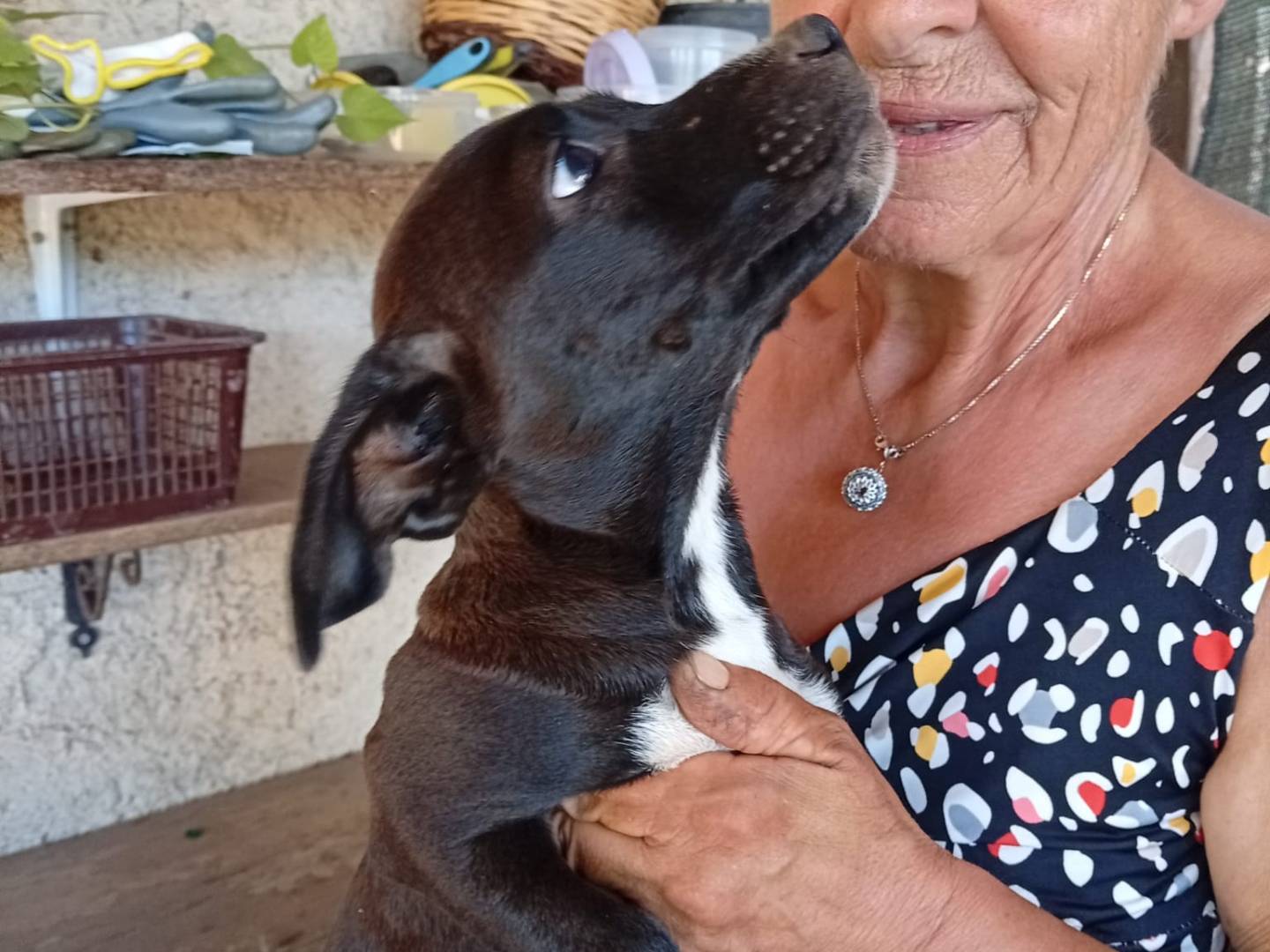 Adotta un cane, femmina, 4 mesi, Vibo
