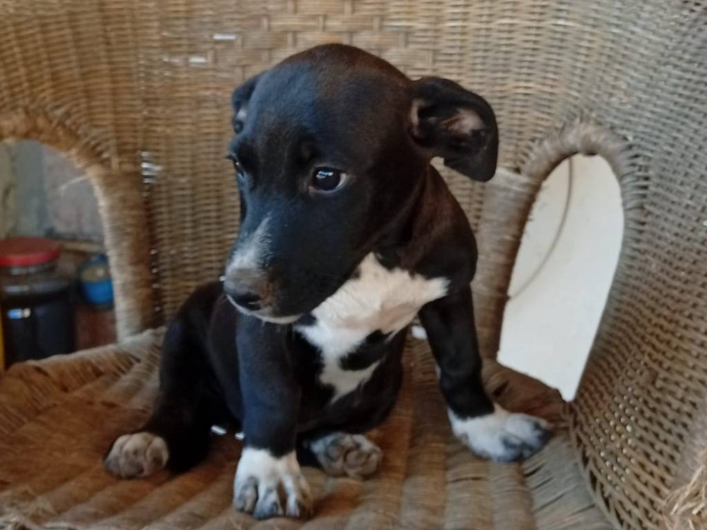 Adotta un cane, taglia media, femmina, Vibo