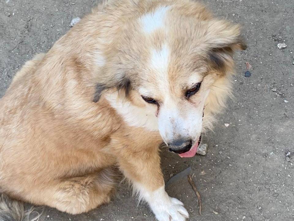 Vuoi adottare un cane a Udine?