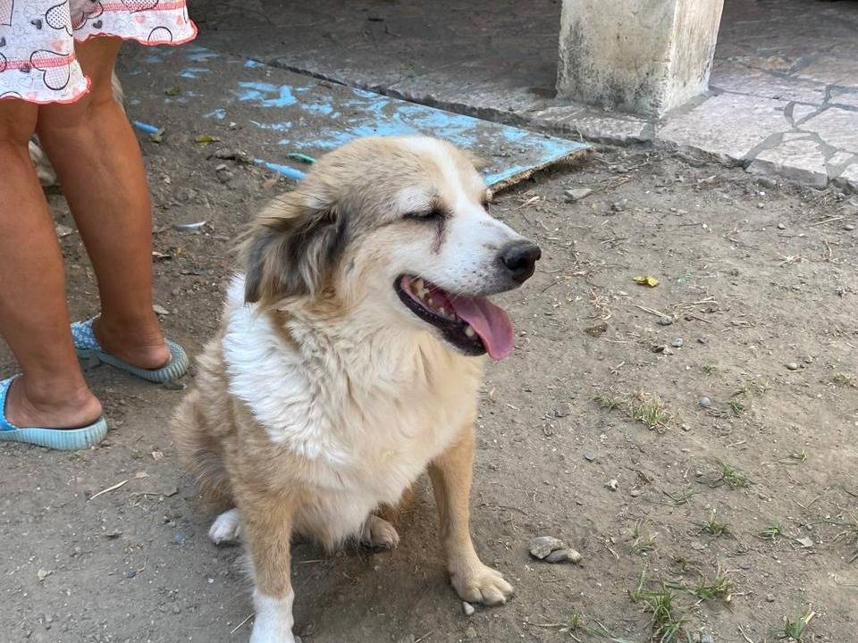 Adotta il cane Gigia a Udine