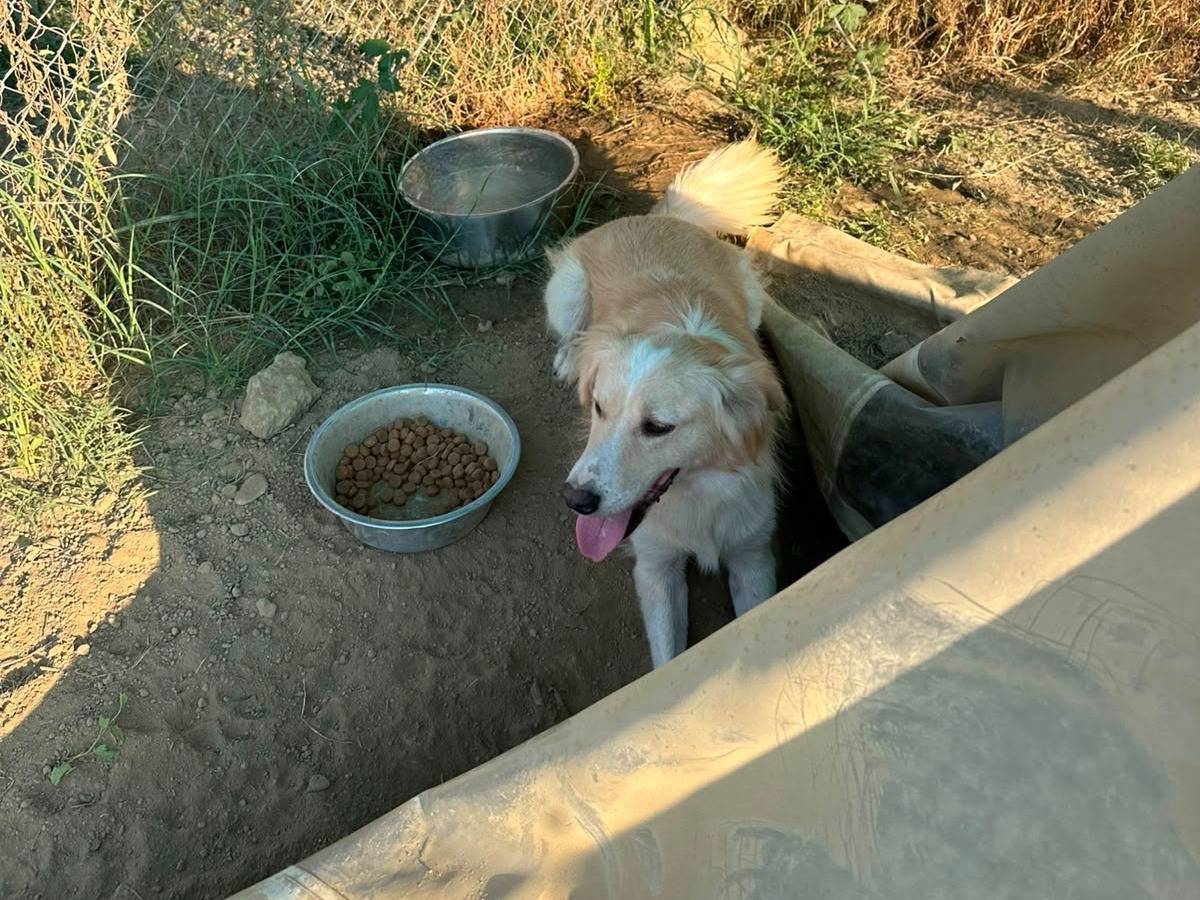 Vuoi adottare un cane a Mantova?