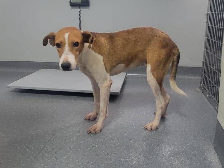 Vuoi adottare un cane a Mantova?