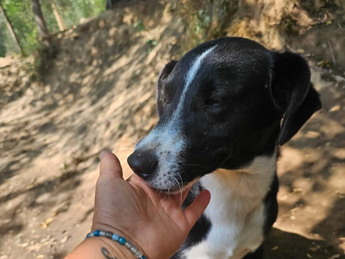 Vuoi adottare un cane a Mantova?