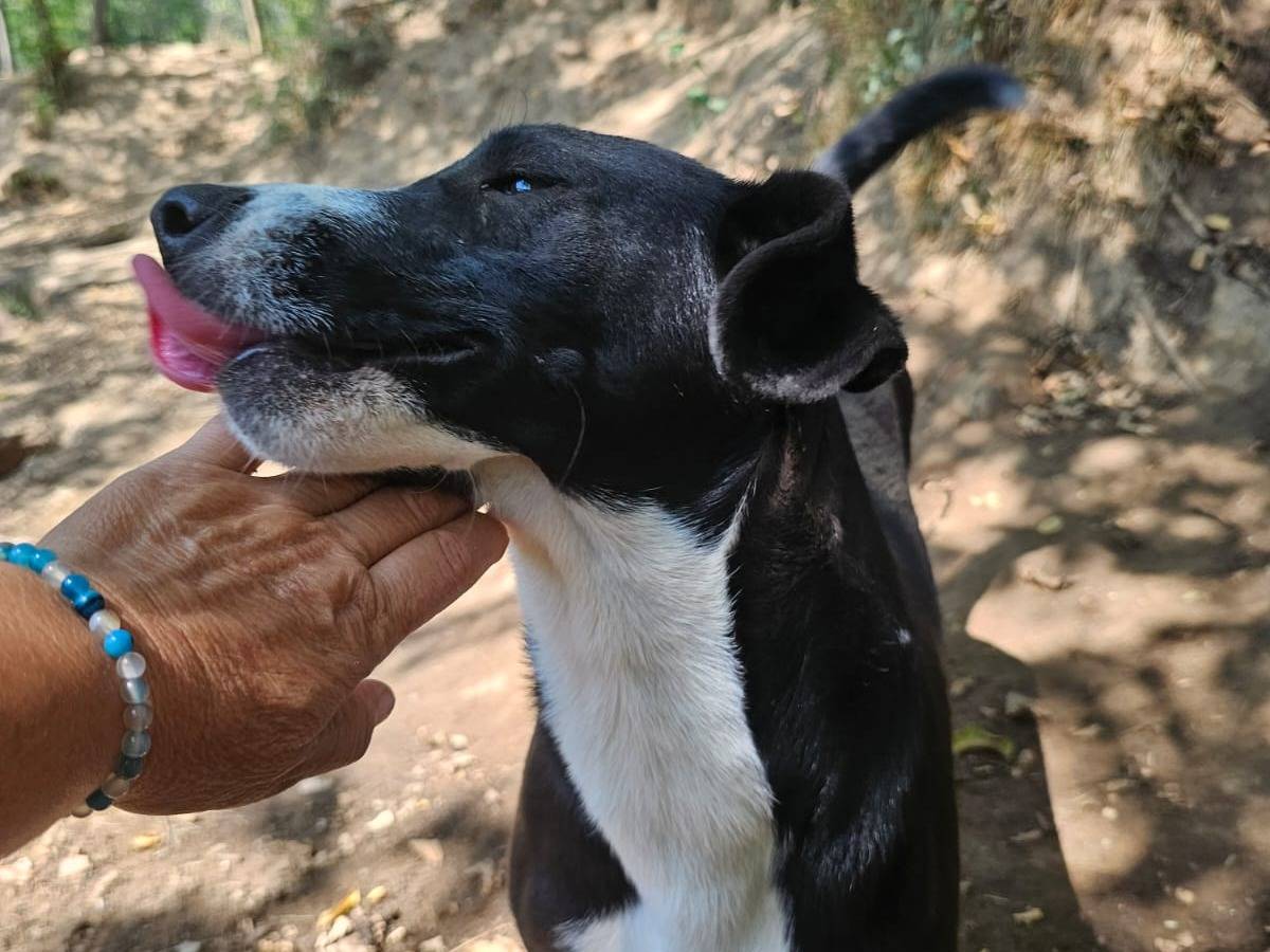 Adotta il cane Ringo a Mantova