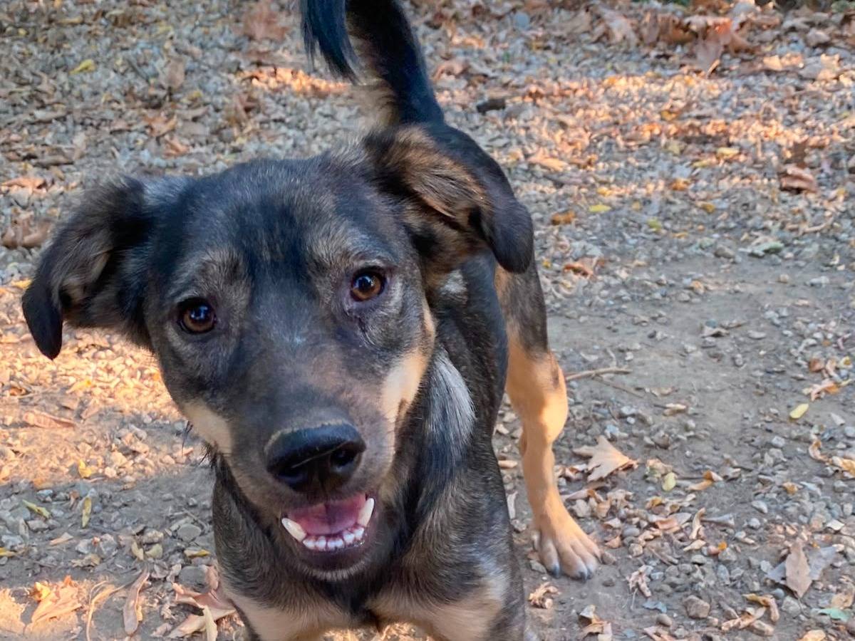 Adozione cane, maschio, Razza sconosciuta Razza sconosciuta, 2 anni e 1 mese, taglia media contenuta, Parma