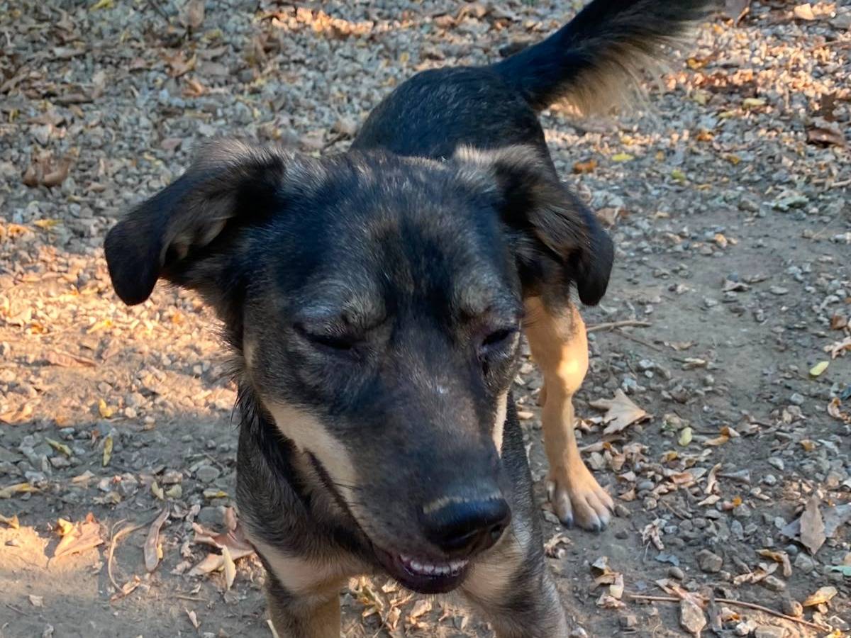 Adotta un cane, maschio, 2 anni e 1 mese, Parma