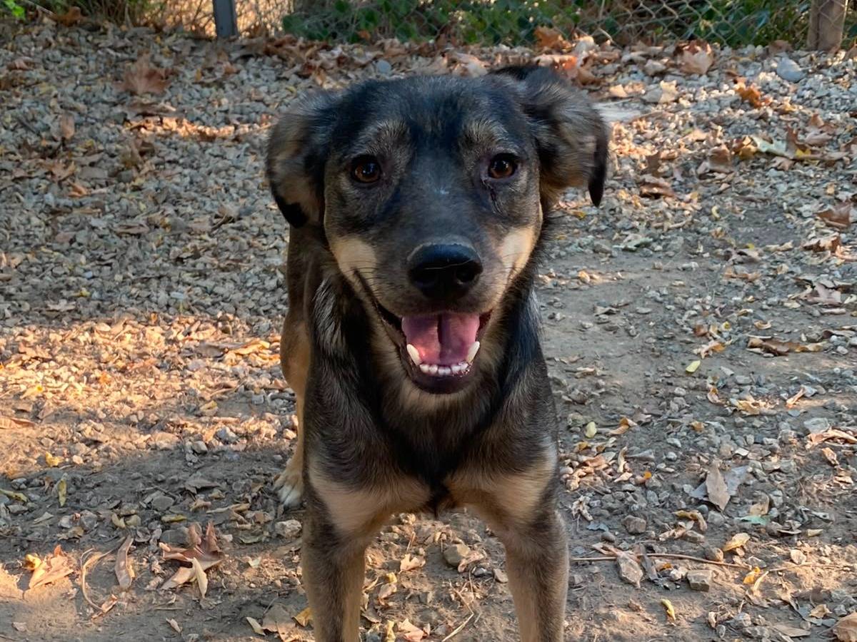 Adotta un cane, taglia media contenuta, maschio, Parma