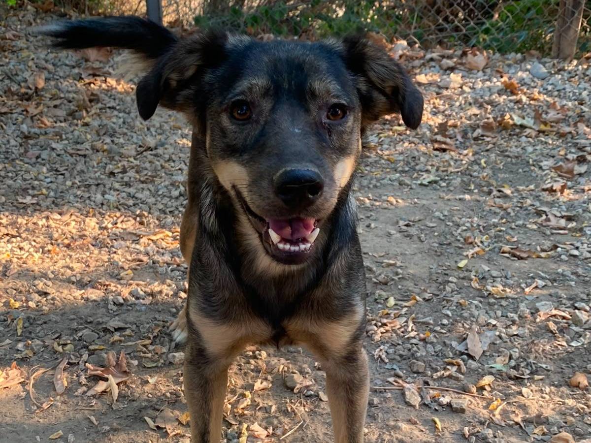 Vuoi adottare un cane a Parma?