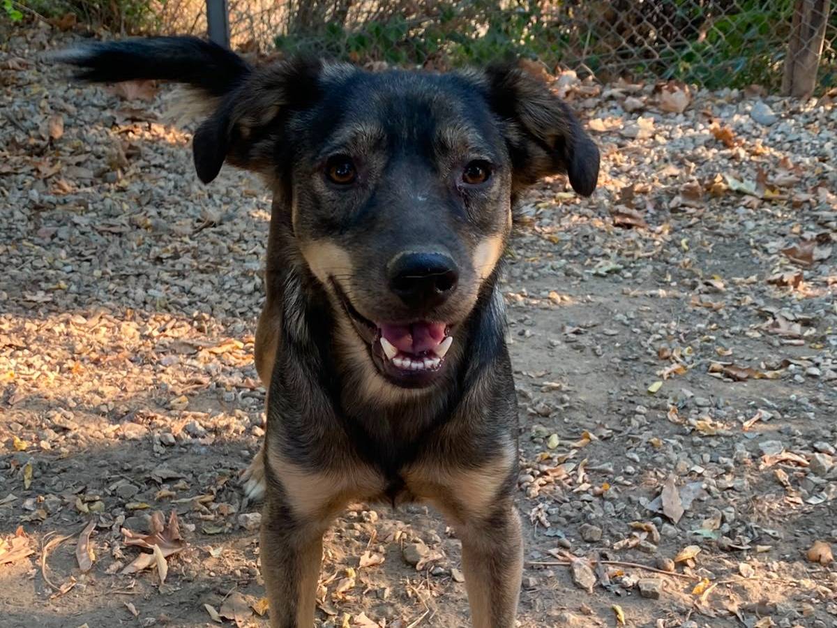Adotta il cane Red a Parma