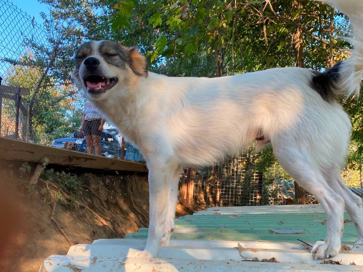 Adotta un cane, maschio, 2 anni e 1 mese, Parma