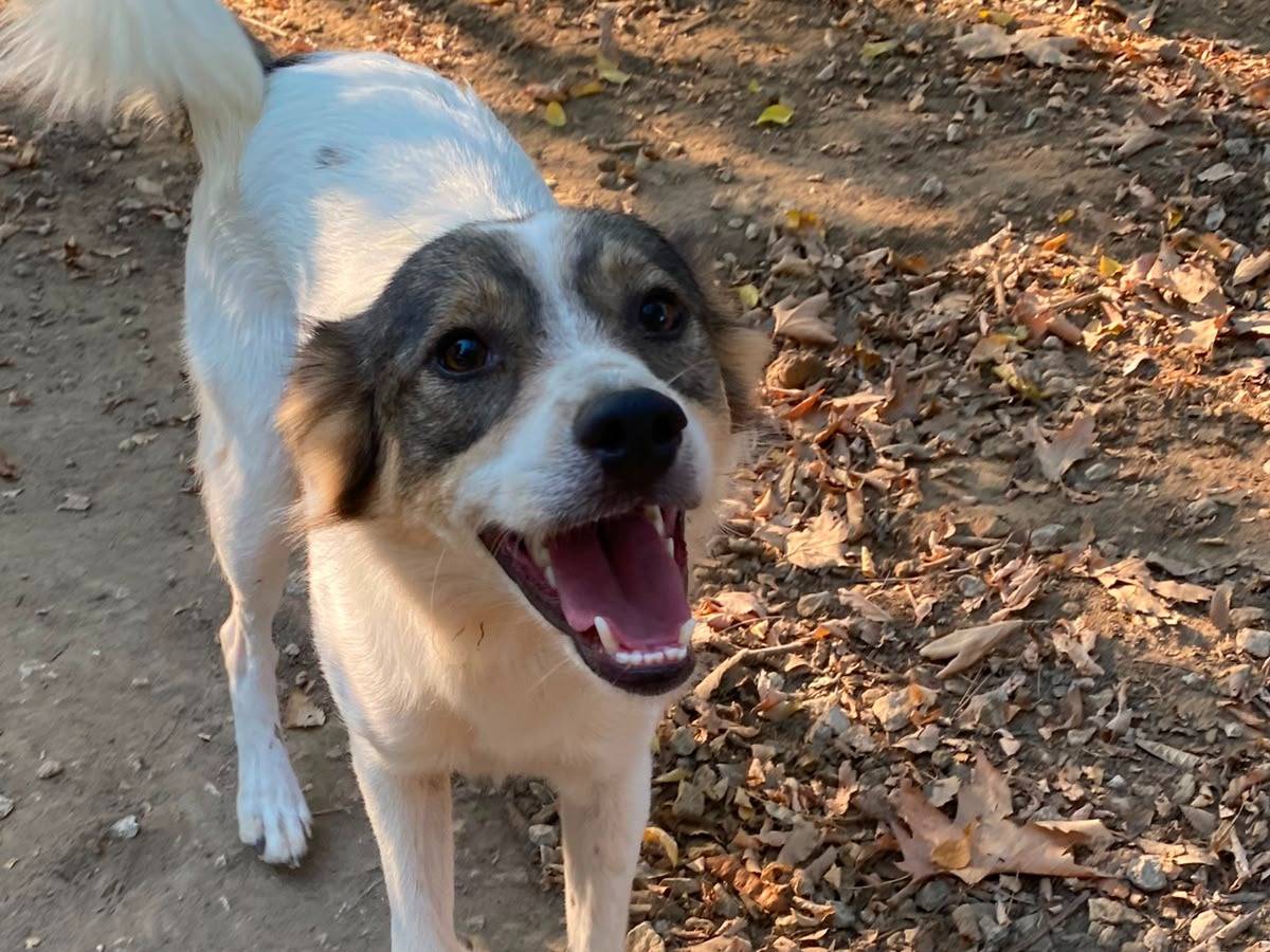 Adotta un cane, taglia media contenuta, maschio, Parma
