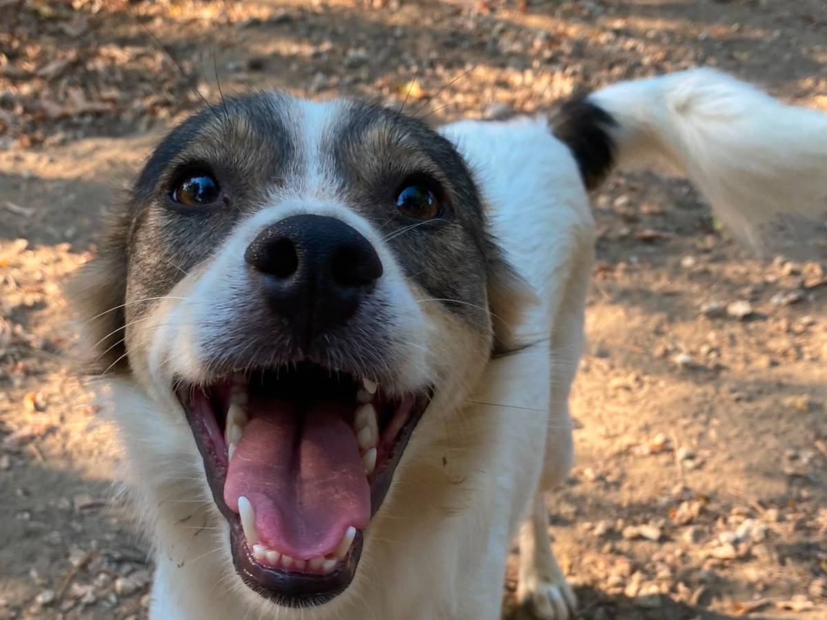 Adozione cane, maschio, Razza sconosciuta Razza sconosciuta, 2 anni e 1 mese, taglia media contenuta, Parma