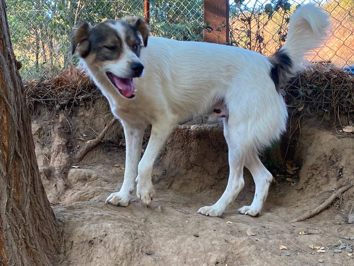 Vuoi adottare un cane a Parma?