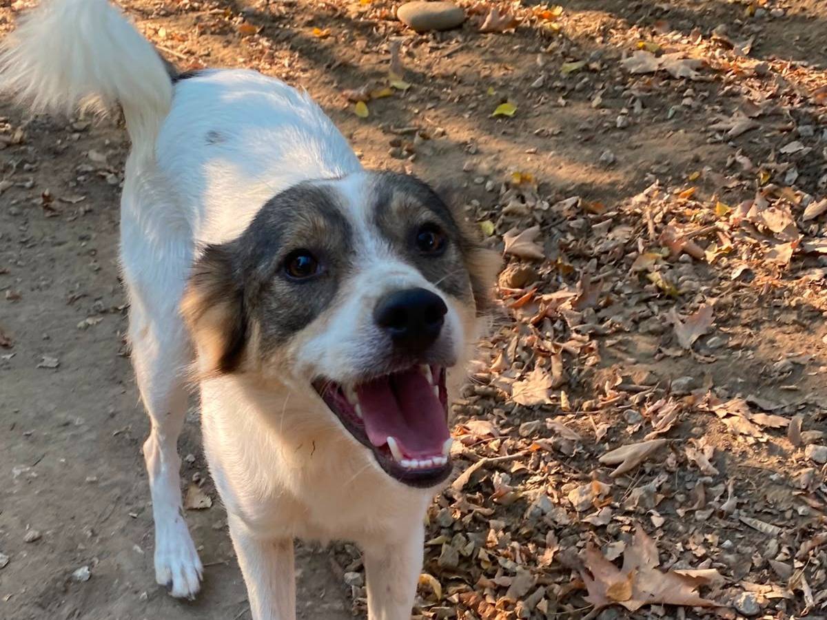 Adotta il cane Louis a Parma