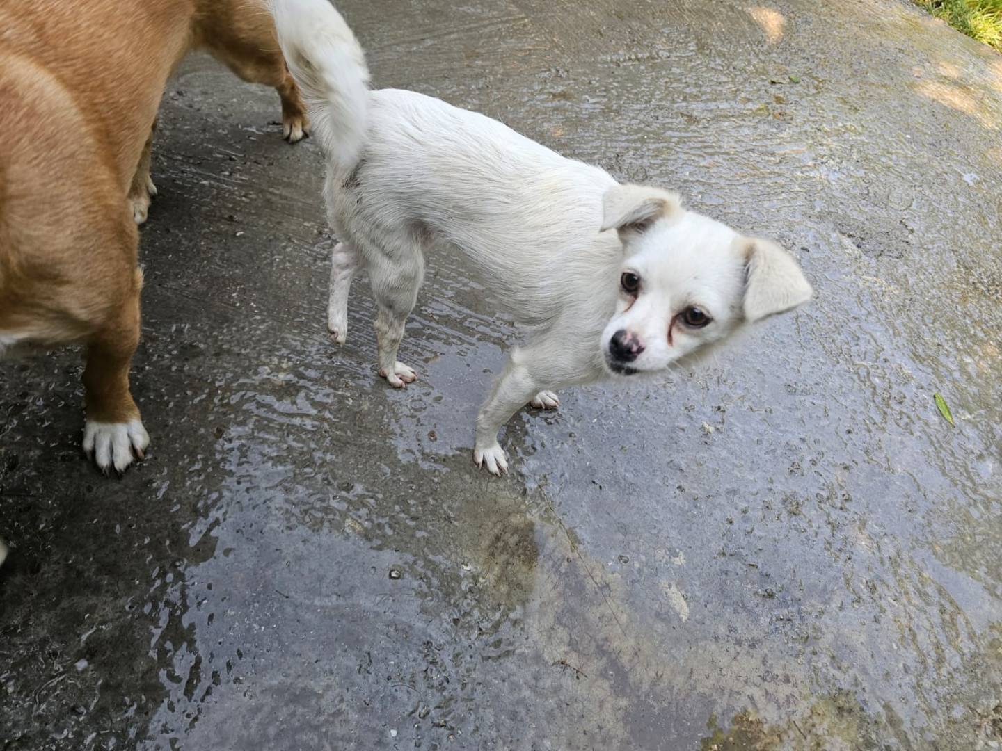 Vuoi adottare un cane a Udine?