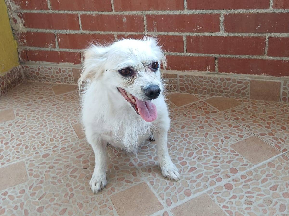 Foto 3 dell'animale