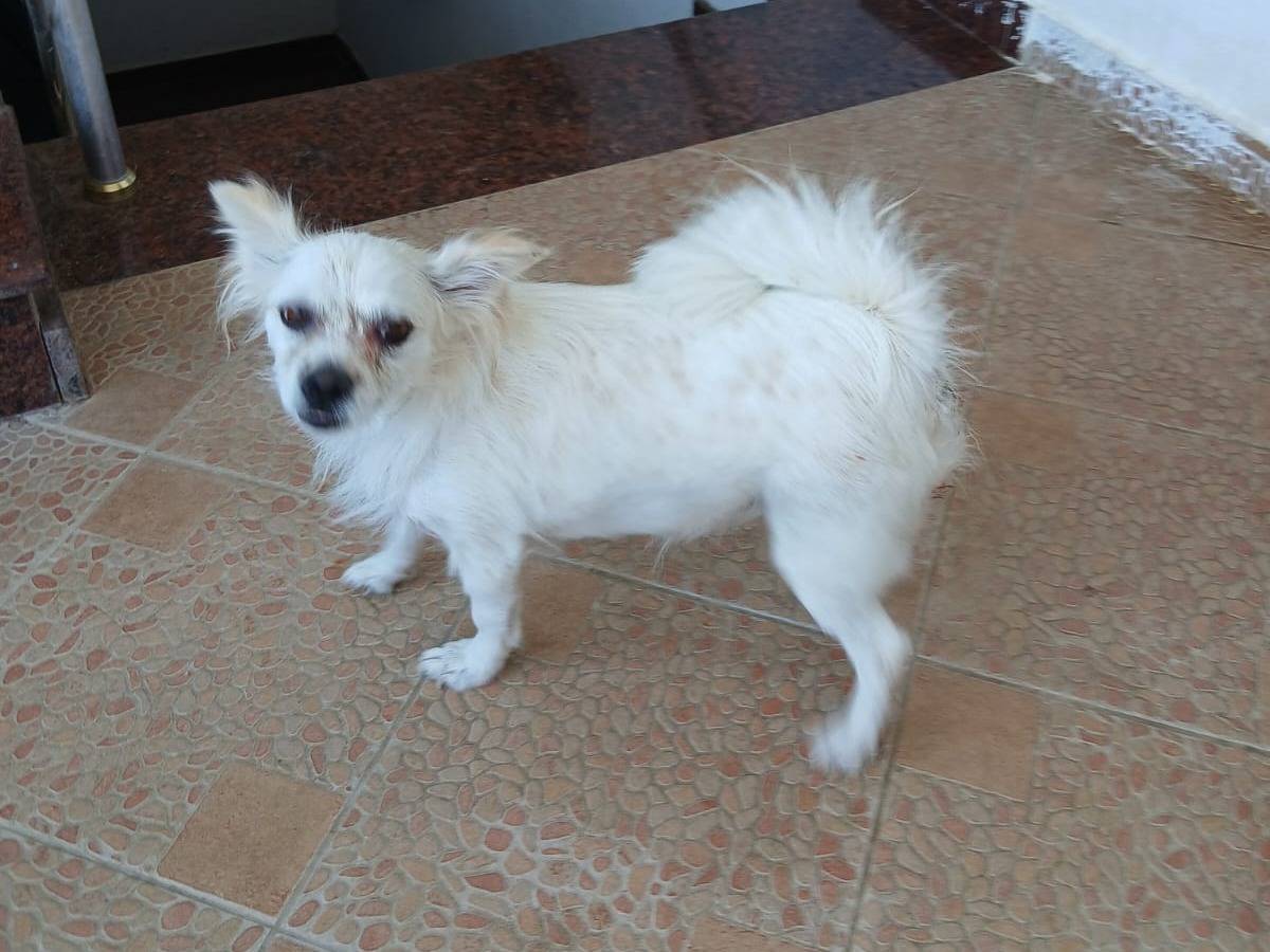 Adotta il cane Sibyl a Udine