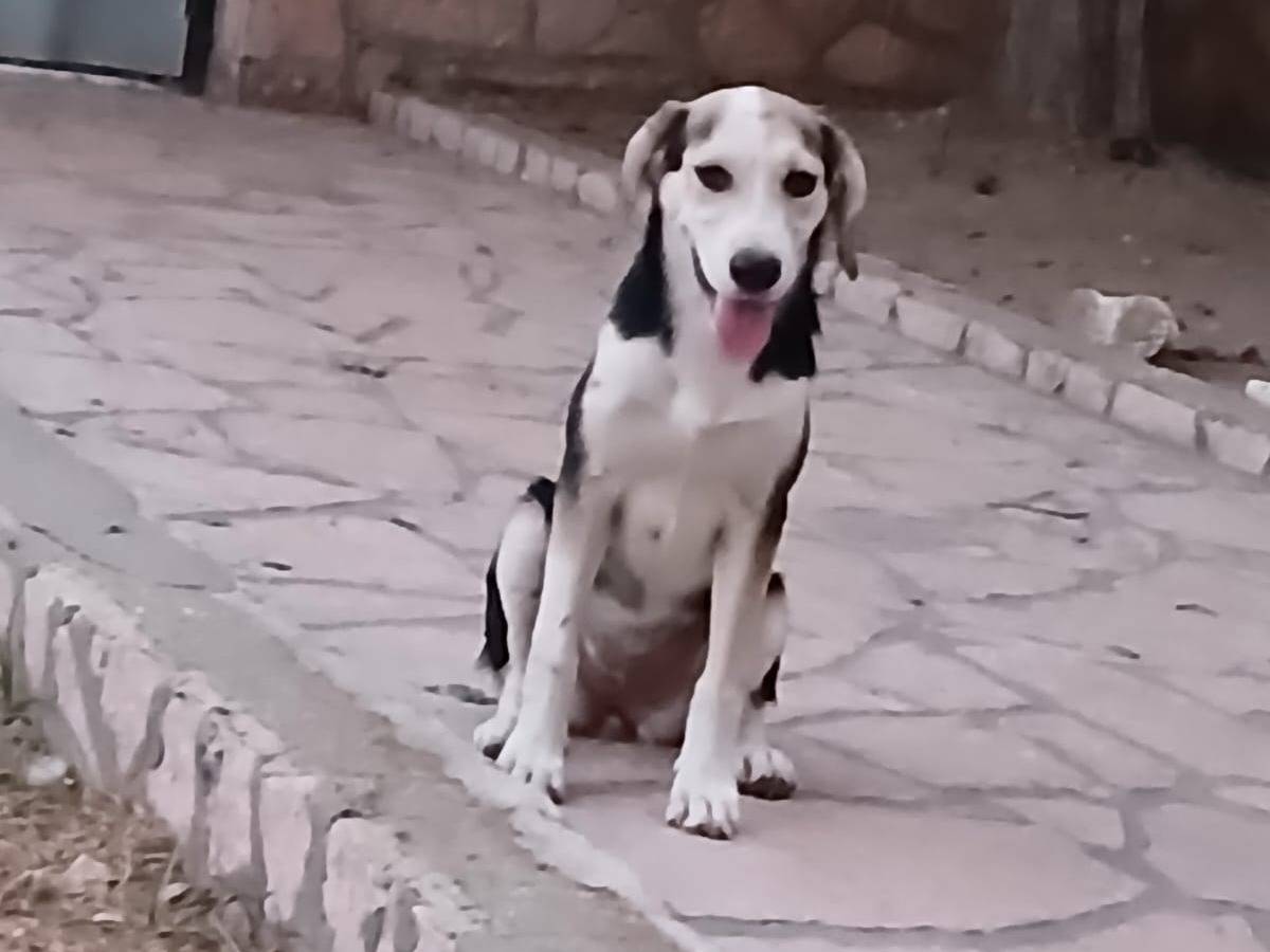 Adotta un cane, femmina, 4 mesi, Mantova