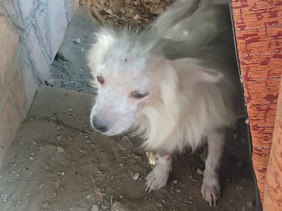 Adotta un cane, maschio, 2 anni e 11 mesi, Udine